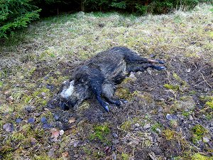 Totes Wildschwein im Wald bei Hohenberg