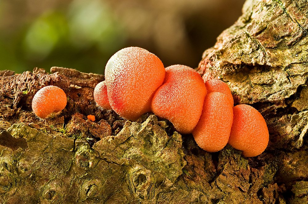 Blutmilchpilz - Lycogala epidendrum