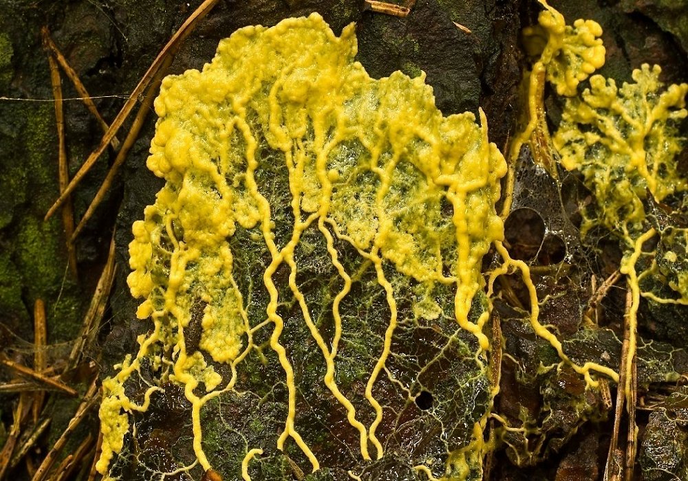 Gelbes Plasmodium des Löwenfrüchtchens (Leocarpus fragilis)